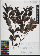 Foto von Salix atrocinerea Brot.